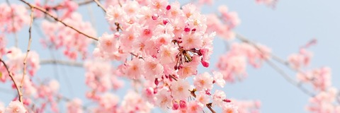 Снимка на заглавие на OnlyFans aimeemay