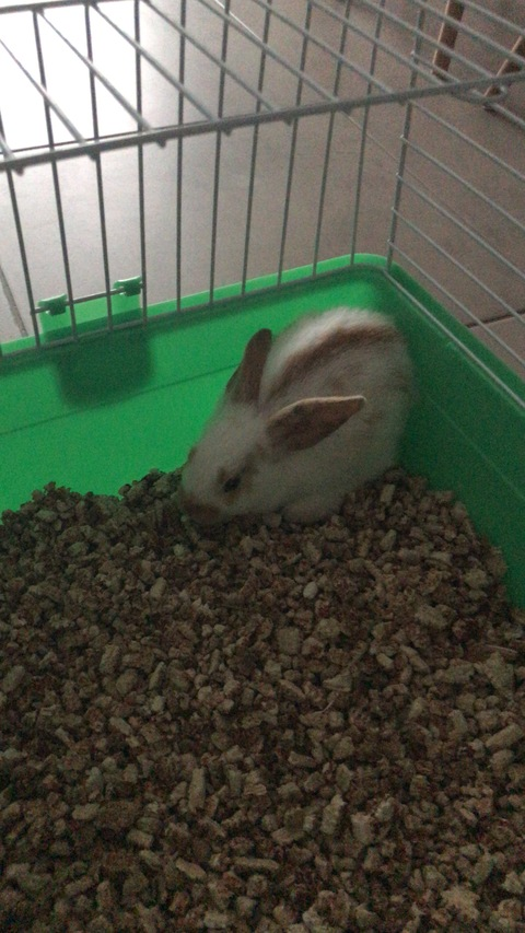 OnlyFans Titelbild alexafalessi