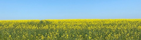 OnlyFans üst resmi amarita_franchetti