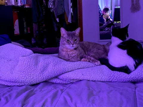 Image d'en-tête OnlyFans amatesaurius