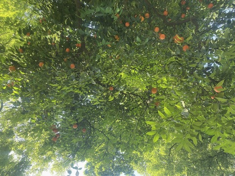 Снимка на заглавие на OnlyFans blinkxfree