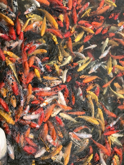 Immagine di copertina OnlyFans bodegagremlin