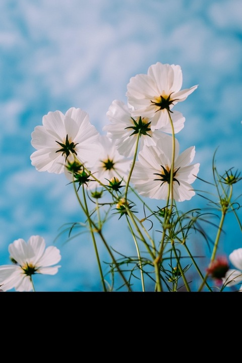 OnlyFans üst resmi briiibabbyyy