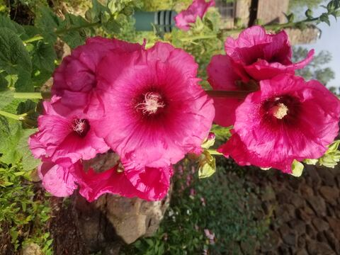 OnlyFans Titelbild buddingroselia