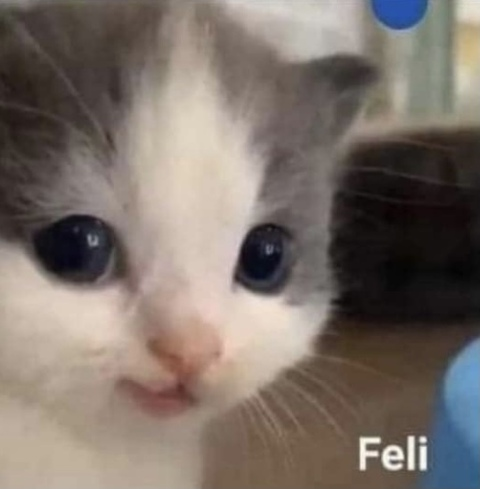 Снимка на заглавие на OnlyFans camicamcc