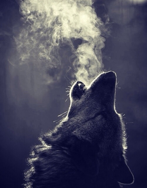 Снимка на заглавие на OnlyFans carbunnyxx