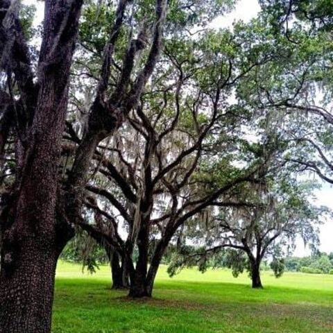 Снимка на заглавие на OnlyFans cliff