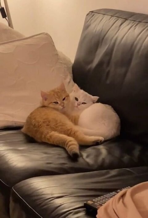 Imagem de cabeçalho do OnlyFans cremedelacremex