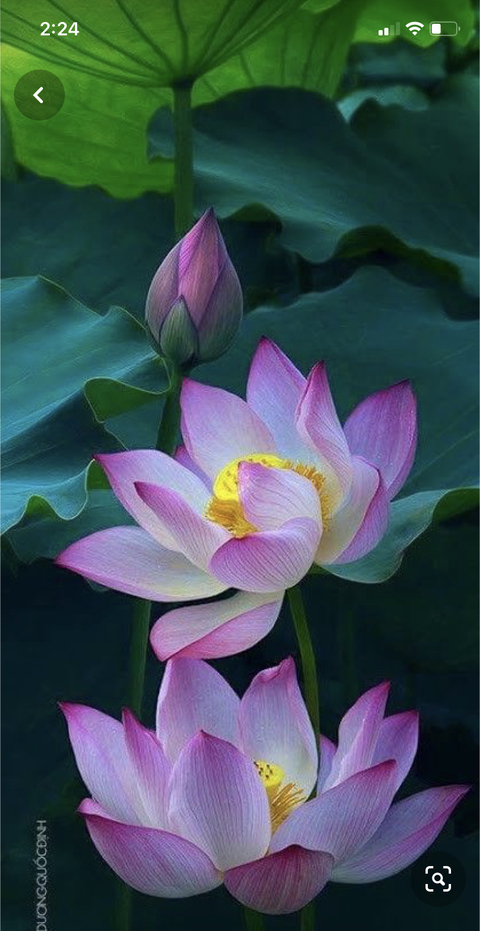 Immagine di copertina OnlyFans cupofjoewithmoe