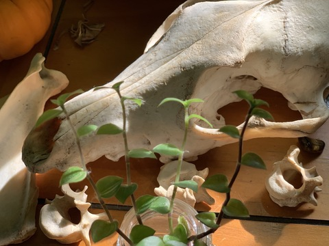 Imagen de encabezado de OnlyFans de dxmbpup