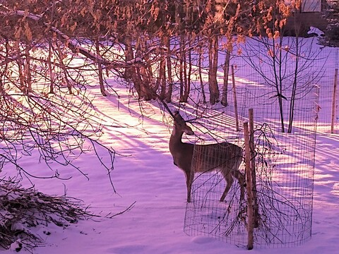 صورة رأس OnlyFans eelet