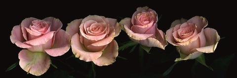 Снимка на заглавие на OnlyFans emilyy_rose