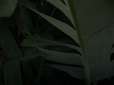 OnlyFans Titelbild emmahaggstrom