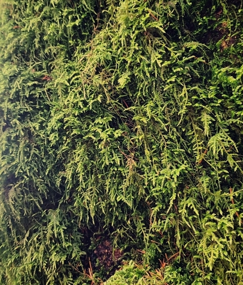 OnlyFans 헤더 사진 erynxo