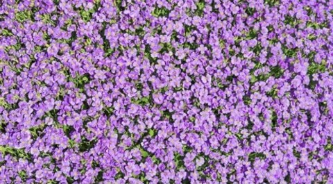 Снимка на заглавие на OnlyFans estefaniaomg