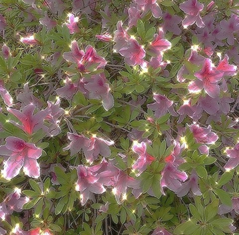 Imagem de cabeçalho do OnlyFans faeriebite