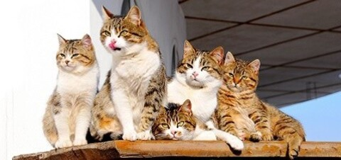 Gambar header OnlyFans fatcatttttttttt