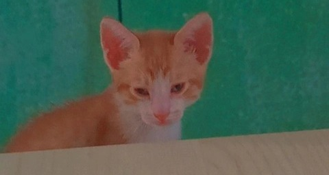 OnlyFans kopafbeelding fluffydumb