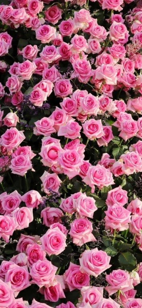 OnlyFansヘッダー写真 freedaisydeville