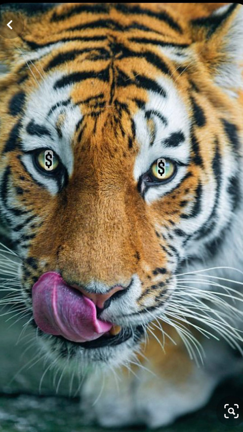 OnlyFans kopafbeelding geenahhoe