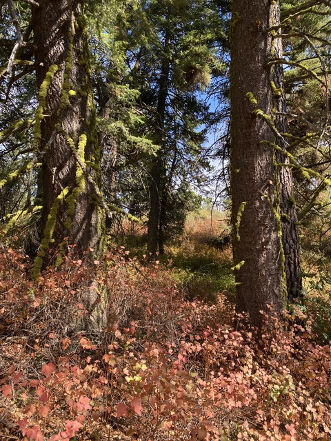 Imagen de encabezado de OnlyFans de harperthefox