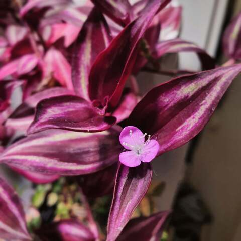 صورة رأس OnlyFans ihanaisa