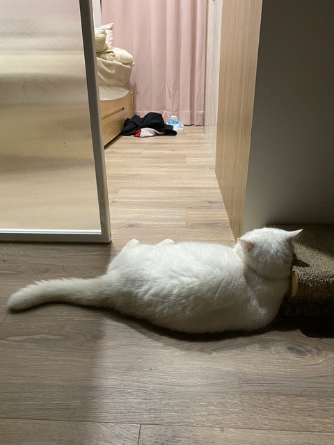 OnlyFans kopafbeelding irisirisss520