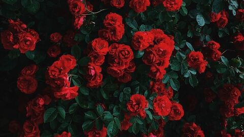 OnlyFans kopafbeelding itszararose