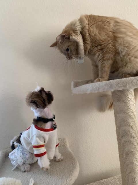 OnlyFans हेडर तस्वीर ivyerino