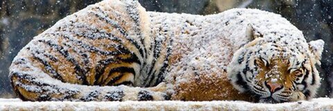 Снимка на заглавие на OnlyFans jiangengz