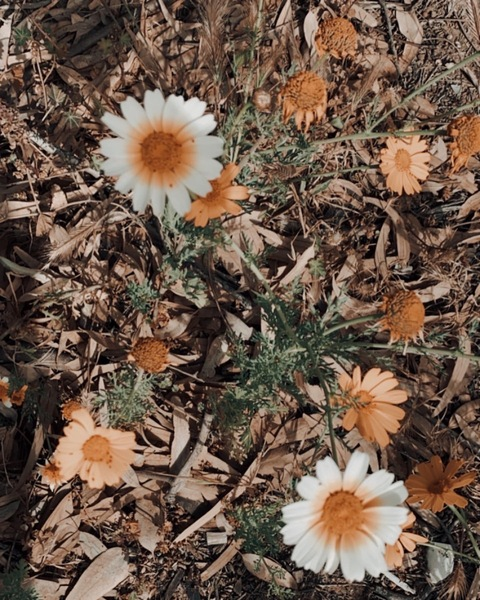 OnlyFans Titelbild jooma