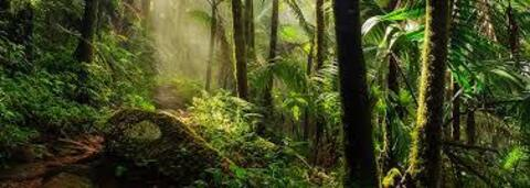 OnlyFans Titelbild junglemaid