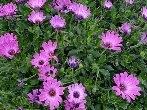 صورة رأس OnlyFans karensitasexy