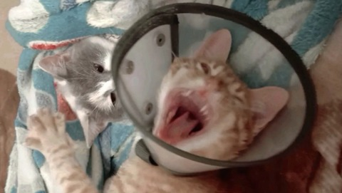 OnlyFans üst resmi laviestrrose