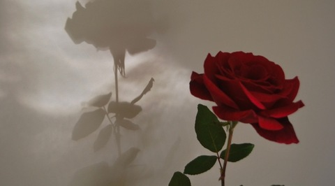 OnlyFans üst resmi laylala123