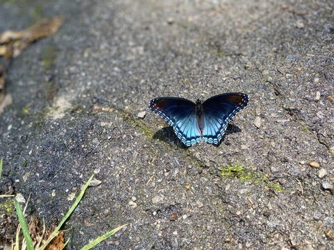 Снимка на заглавие на OnlyFans lillybabeee17