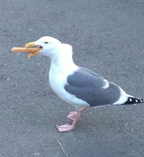 Изображение шапки OnlyFans maiyajay