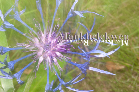 Image d'en-tête OnlyFans mankhelekwen