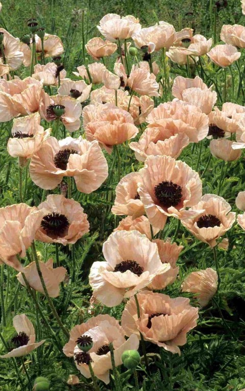 OnlyFansヘッダー写真 meah.mae