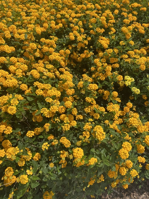 Image d'en-tête OnlyFans meerkle