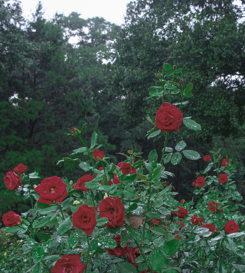 Obraz nagłówka OnlyFans mekennah