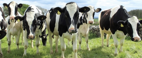 OnlyFans हेडर तस्वीर melgotthemilk