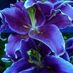 Профилна снимка в OnlyFans за midnightxena