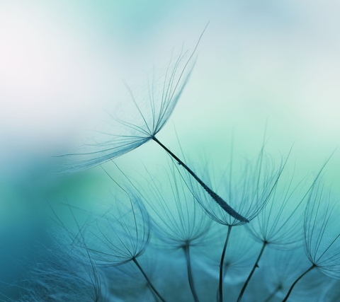 Obraz nagłówka OnlyFans mila-fox