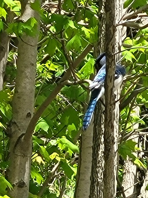 OnlyFans हेडर तस्वीर mintcoco99