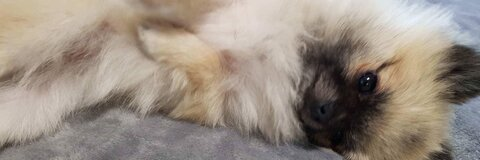 OnlyFans Titelbild mizzimie