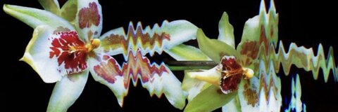 OnlyFansヘッダー写真 mochimochisosweet