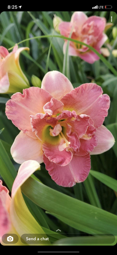 OnlyFans Titelbild morganism77