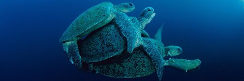 OnlyFansヘッダー写真 mrlongdck