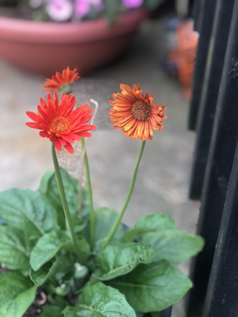 Gambar header OnlyFans ms.sweetmonroe